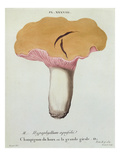 Hyprophyllum Aquifolii  Plate 38 from 'Iconographie Des Champignons De J J Paulet'