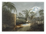 A Tiger Prowling Through a Village (Cattle in Terror)  from 'Oriental Field Sports'