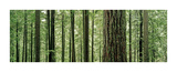 Lynn Canyon Park  Vancouver  British Columbia