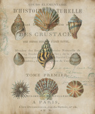 Shell Collection I