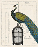 Peacock Birdcage II