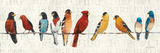 The Usual Suspects (Birds on a Wire)