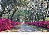Azaleas  Bonaventure