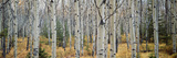 Aspen Trees in a Forest  Alberta  Canada