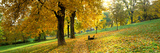 Autumn Scene Wurzburg Germany