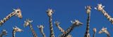 Curious Giraffes (Concept) Kenya Africa