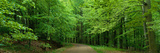 Road Through a Forest Near Kassel Germany