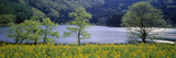 Flowers in a Field at the Lakeside  Nagano Prefecture  Chubu Region  Japan