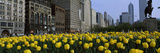Tulip Flowers in a Park with Buildings in the Background  Grant Park  South Michigan Avenue  Chi