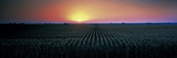 Corn Field at Sunrise Sacramento Co CA USA