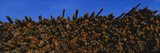 Stack of Logs  Eureka  Humboldt County  California  USA