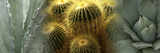 Cactus Plants
