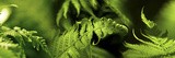 Fern