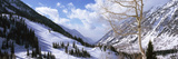Trees in Snow  Snowbird Ski Resort  Utah  USA