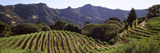 Hilltop Vineyard  Rockpile  Sonoma  California  USA