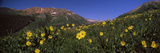 Wildflowers in a Forest  Kebler Pass  Crested Butte  Gunnison County  Colorado  USA