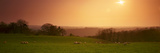 Domestic Cattle Grazing in a Pasture  Eskdale  North York Moors  North Yorkshire  England