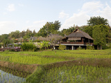 Rice Fields in Front of Villas  Four Seasons Resort  Chiang Mai  Chiang Mai Province  Thailand