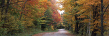 Trees at Both Sides of a Road  Percy  New Hampshire  USA