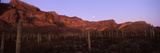 Cacti on a Landscape  Organ Pipe Cactus National Monument  Arizona  USA