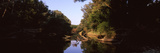 Riverside Forest  Danube River  Hainburg  Lower Austria  Austria