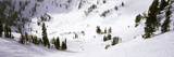 Trees in Snow  Snowbird Ski Resort  Utah  USA