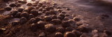 Horseshoe Crabs (Limulus Polyphemus)  Spawning  Port Mahon  Delaware River  Delaware  USA