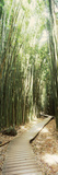 Trail in a Bamboo Forest  Hana Coast  Maui  Hawaii  USA