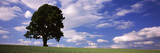 Tree in a Field with Woman Walking Along with Balloons  Baden-Wurttemberg  Germany