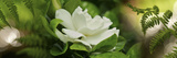 Fern with Magnolia