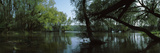 Riverside Forest  Danube River  Lower Austria  Austria