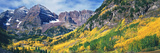 Aspen Trees in Autumn with Mountains in the Background  Maroon Bells  Elk Mountains  Pitkin Coun