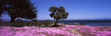 Flowers on the Beach  Pacific Grove  Monterey County  California  USA