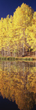 Reflection of Aspen Trees in a Lake  Telluride  San Miguel County  Colorado  USA