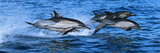 Common Dolphins Breaching in the Sea