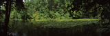 Riverside Forest  Danube River  Lower Austria  Austria