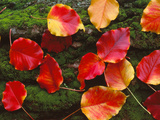 Fall Leaves Sacramento CA USA