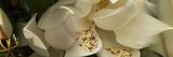 Magnolia Flowers
