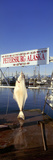 Halibut Hanging at a Harbor  Petersburg Harbor  Mitkof Island  Alaska  USA