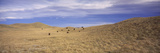 Herd of Bison Grazing in a Field  Waterton Lakes National Park  Alberta  Canada