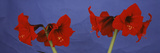 Close-Up of Amaryllis Flowers