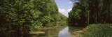 Riverside Forest  Danube River  Lower Austria  Austria