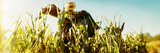 Scarecrow in a Corn Field  Queens County Farm  Queens  New York City  New York State  USA