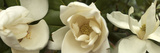 Magnolia Flowers