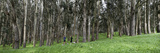Two People Jogging in a Park  the Presidio  San Francisco  California  USA