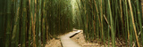 Bamboo Forest  Oheo Gulch  Seven Sacred Pools  Hana  Maui  Hawaii  USA