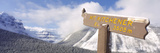 Clark's Nutcracker (Nucifraga Columbiana) Perching on Mountain Sign  Mt Kitchener  Jasper Natio