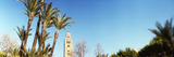Koutoubia Mosque and Palm Tree in Marrakesh  Morocco