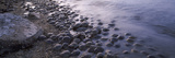 Horseshoe Crabs (Limulus Polyphemus)  Spawning  Port Mahon  Delaware River  Delaware  USA