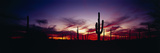 Silhouette of Saguaro Cactus (Carnegiea Gigantea)  Saguaro National Monument  Arizona  USA